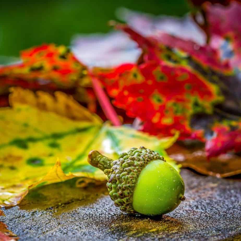 Close Up of Green Acorn with Fall Leaves in Background - Craft Rocker